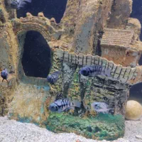 بچه ماهی سیچلاید معاوضه با ماهی گیاه خوار