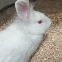 خرگوش نرسالم سفیدچشم یاقوتی