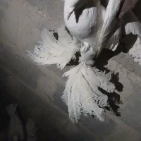 کبوتر توهلو|پرنده|آذرشهر, |دیوار