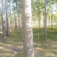 خریدار انواع چوب