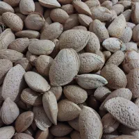 بادوم سنگی