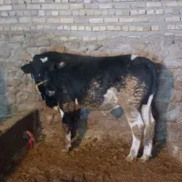 گوساله|حیوانات مزرعه|بیلوار, |دیوار