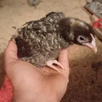 جوجه ۵۰ روزه آمروک