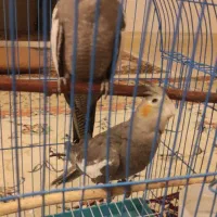 عروس هلندی گمشده|حیوانات|بروجرد, |دیوار