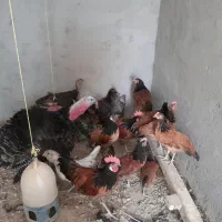 مرغ و خروس وروک