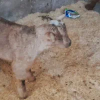 بزغاله نر کوچیک