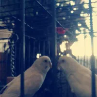 یک جفت مرغ عشق جوان