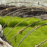 توم هاشمی بلند و آماده نشا