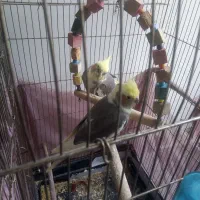 عروس هلندی مولد