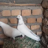 سبز دم سفید|پرنده|ملایر, |دیوار