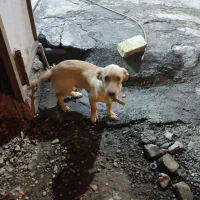 سگ پا کوتاه|سگ|افزر, |دیوار