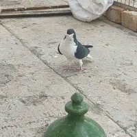 کفتر سیاهپوش