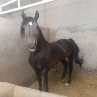 اسب عرب|اسب و تجهیزات اسب‌سواری|طالقان, |دیوار