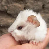 خوکچه هندی|موش و خرگوش|مشهد, موعود|دیوار