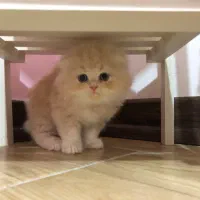 گربه اسکاتیش