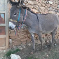 یک الاغ ماده