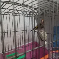 سهره  کرمانی نر