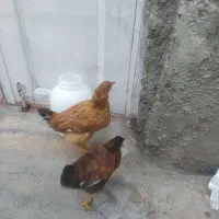 دو عدد مرغ محلی