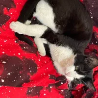 واگذاری گربه