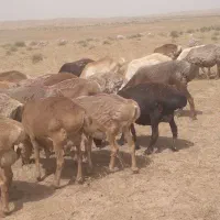 میش‌چینی‌|حیوانات مزرعه|پائین جام, |دیوار