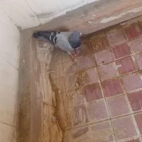 کفتر