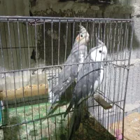 عروس هلندی تک و بالغ، در اب پخش|پرنده|آبپخش, |دیوار