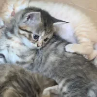گربه