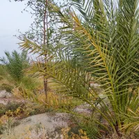 نخل پیارم