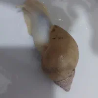حلزون