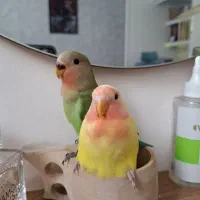 دو تا طوطی کوتوله