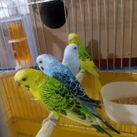 سه عدد مرغ عشق