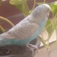 مرغ عشق