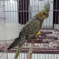 جوجه عروس هلندی ۵ ماهه|پرنده|بومهن, |دیوار