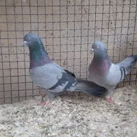 کبوتر سبز|پرنده|نهاوند, |دیوار