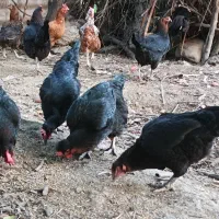 مرغ محلی+ نیمچه خروس گلین|حیوانات مزرعه|رامیان, |دیوار