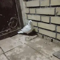 طوقی|پرنده|سبزوار, کهنه آب|دیوار