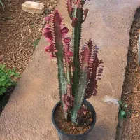 فروش انواع گلهای آپارتمانی باکیفیت