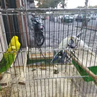 مرغ عشق