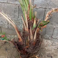 دمیت برحی اصلی