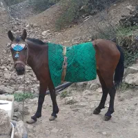 فروش یک عدد مادیان