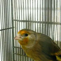 سهره قناره نرخوش رنگ