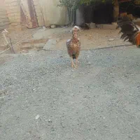مرغ خروس
