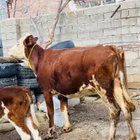 گاو جوان و گوساله درجه یک سمینتال روستا