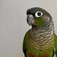 مژدگانی خوبی میدم ، چهارملیون ب بالا