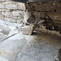 کفتر بلژیکی