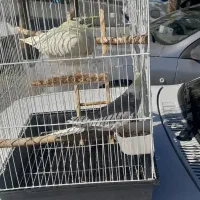 عروس هلندی|پرنده|ملایر, |دیوار