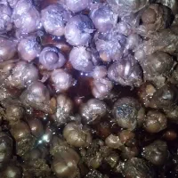 سیر ۷ساله به شرط