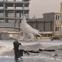 کبوتر اوجا و قره آغ قوریوخ نر|پرنده|باسمنج, |دیوار