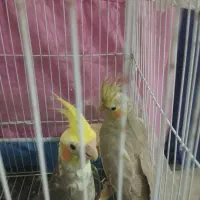 مرغ عروس|پرنده|کاشان, شهرک انقلاب|دیوار