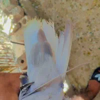 کفتر جفتی|پرنده|شیراز, کفترک|دیوار